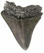Juvenile Megalodon Tooth - South Carolina #54138-1